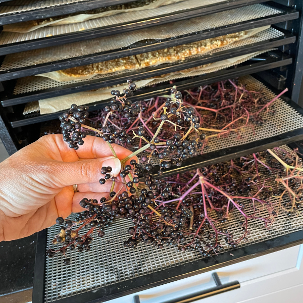 How To Dry Elderberries Roots Boots How To Dry Elderberries Roots Boots