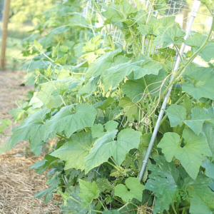 Square Foot Gardening