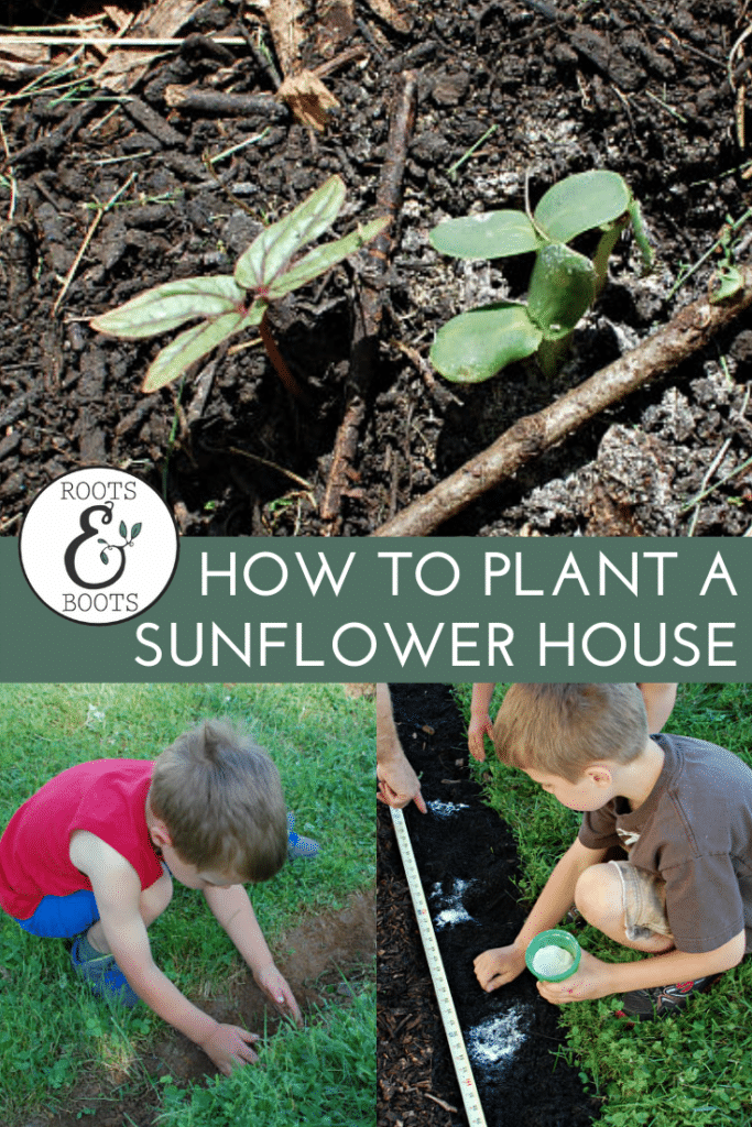 How to Plant a Sunflower House | Roots & Boots