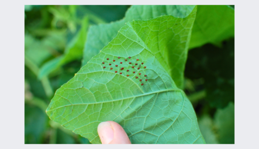 squash bug eggs