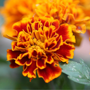 Organic Gardening: Want Better Veggies? Try Companion Plants!