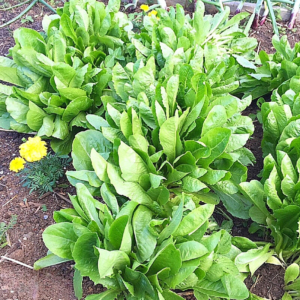 Don't let it go to waste! This is the perfect way to use up lots of lettuce from your garden. (And I promise it's not a recipe for lettuce soup.)