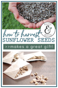 How to Harvest Sunflower Seeds | Roots & Boots