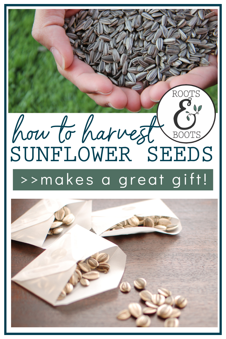 How to Harvest Sunflower Seeds | Roots & Boots