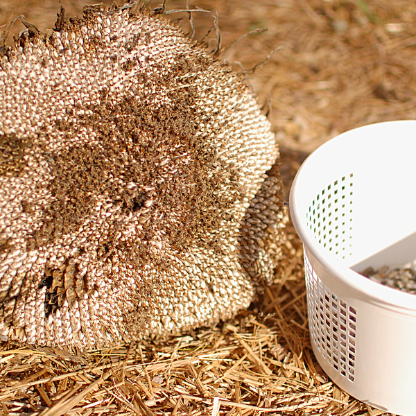 How to Harvest Sunflower Seeds | Roots & Boots