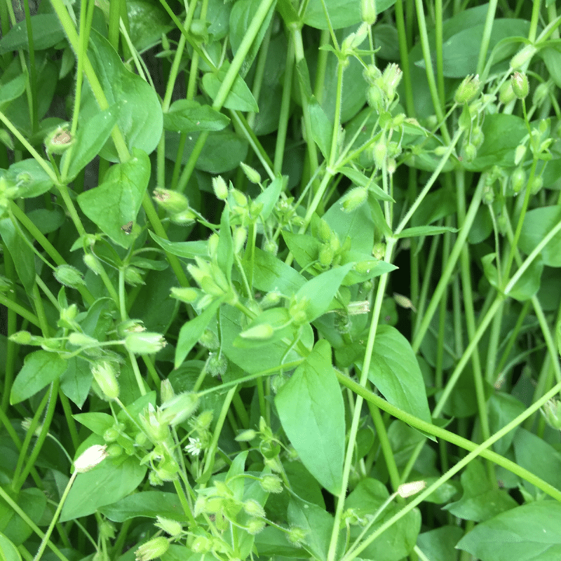 Foraged Salad Greens From Your Own Backyard | Roots & Boots 