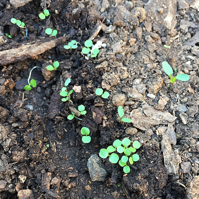 How to Build a Cold Frame Out of Pallets Roots & Boots