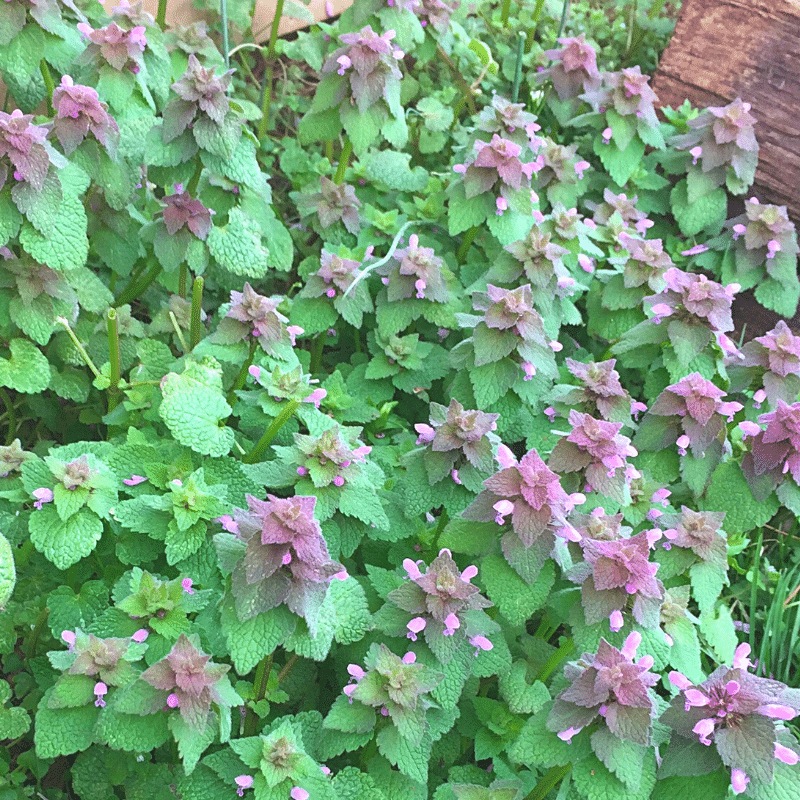 Foraged Salad Greens From Your Own Backyard | Roots & Boots 