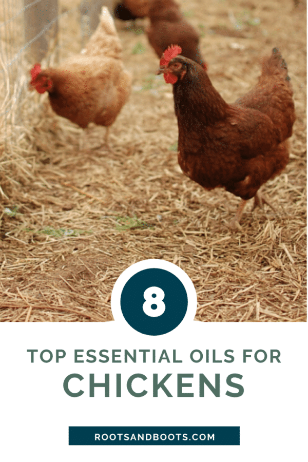 Top 8 Essential Oils for Chickens Roots & Boots