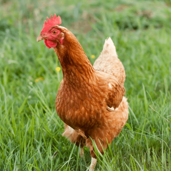 Top 8 Essential Oils for Chickens Roots & Boots