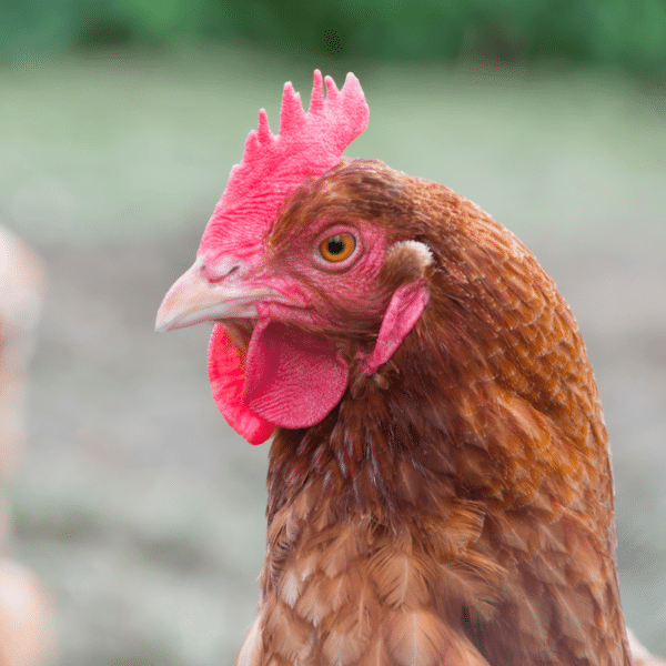 Top 8 Essential Oils for Chickens Roots & Boots