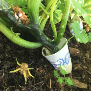 How to Get Rid of Vine Borers for Good