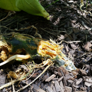 How to Get Rid of Vine Borers for Good