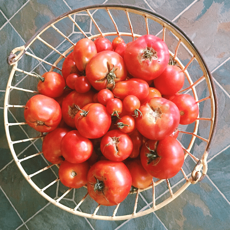 Basic Tomato Sauce For Canning Or Freezing | Roots & Boots