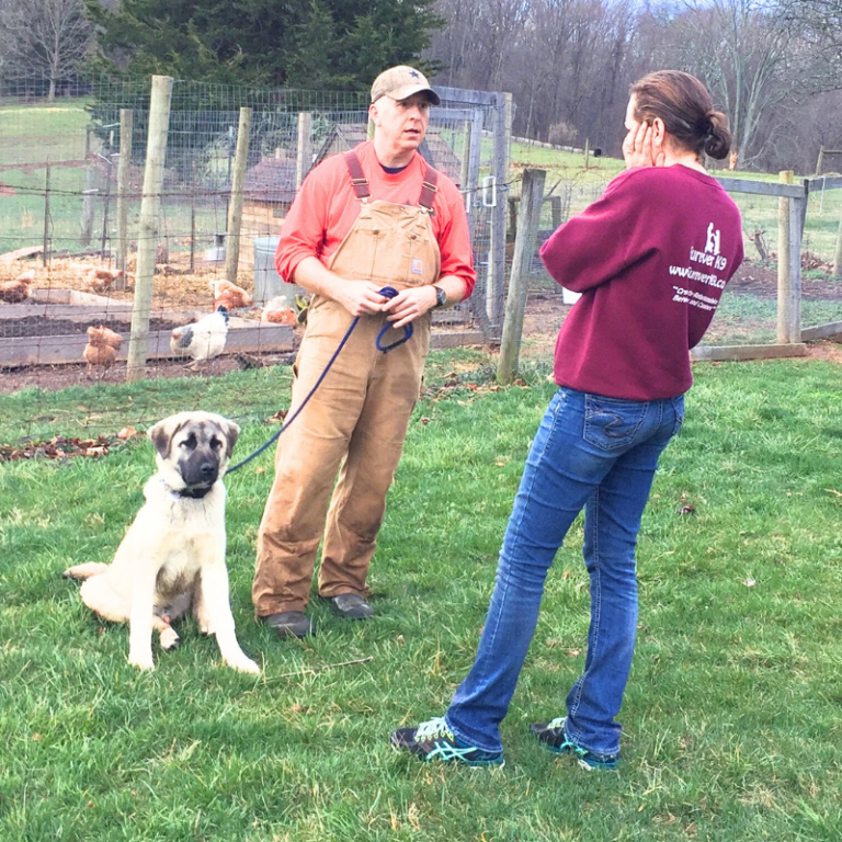 The Training of a Livestock Guardian Dog - The Paleo Mama
