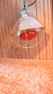 How to Raise Pastured Poultry