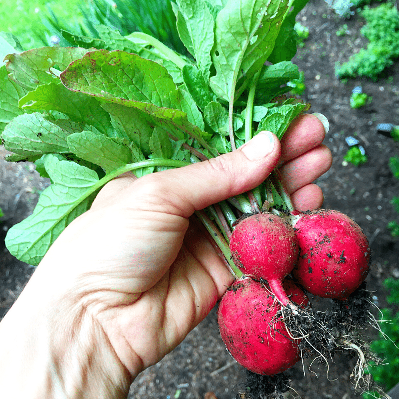 Canning Honey Pickled Radishes | Roots And Boots