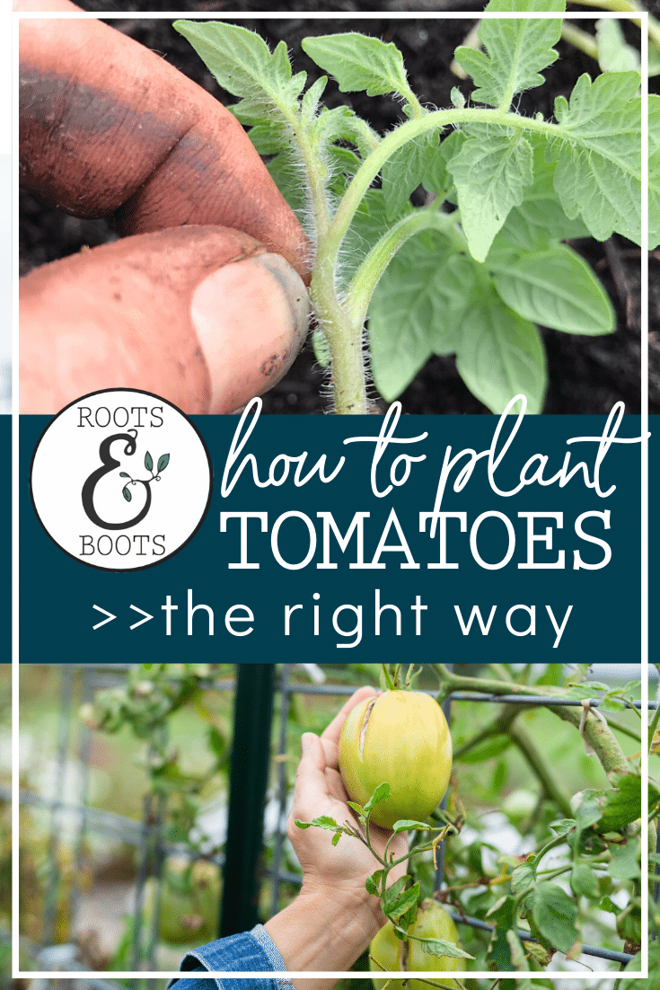 Are You Planting Tomatoes The Right Way | Roots & Boots