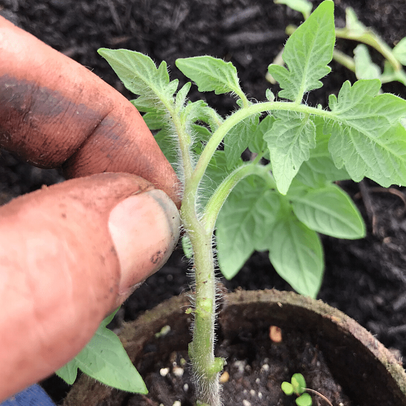 Are You Planting Tomatoes The Right Way | Roots & Boots