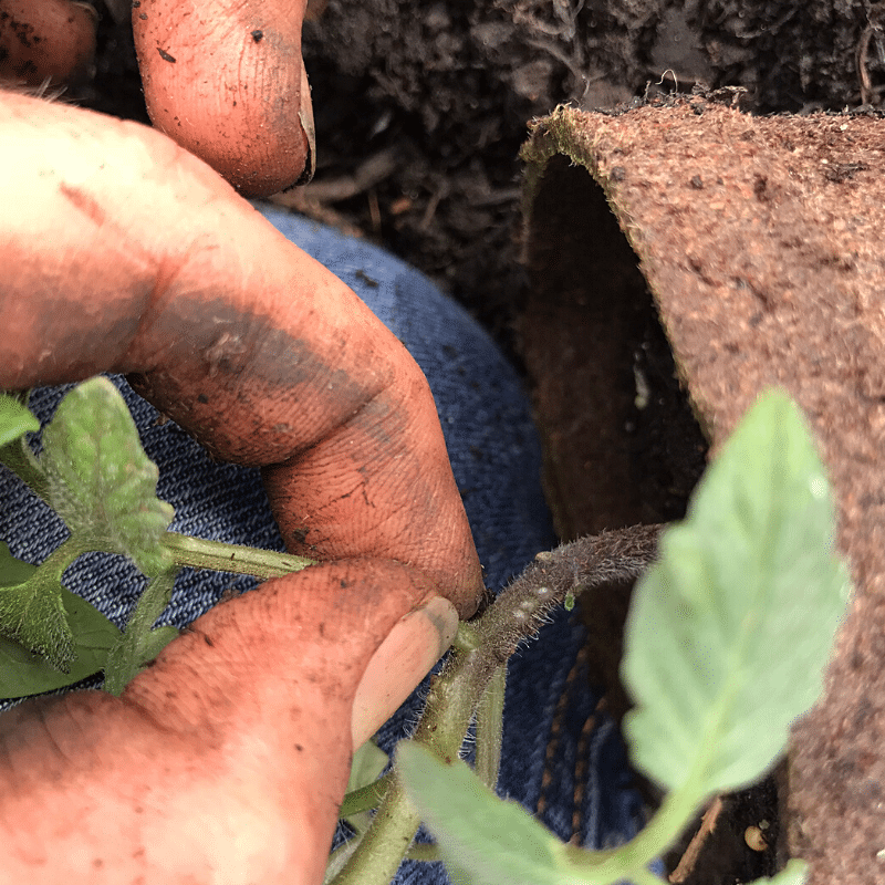 Are You Planting Tomatoes The Right Way | Roots & Boots