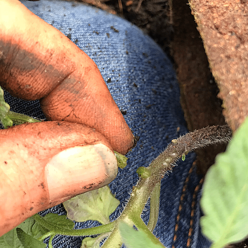 Are You Planting Tomatoes The Right Way | Roots & Boots