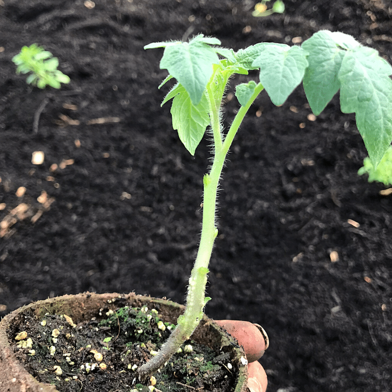 Are You Planting Tomatoes The Right Way | Roots & Boots