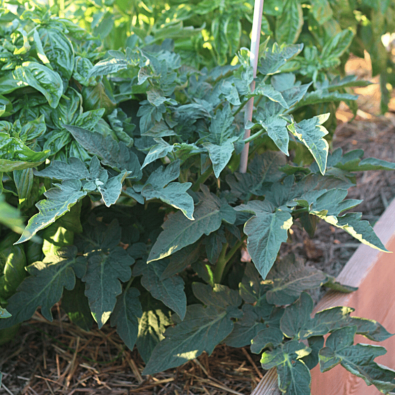 Are You Planting Tomatoes The Right Way | Roots & Boots