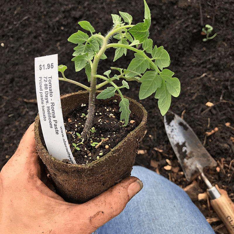 Are You Planting Tomatoes The Right Way | Roots & Boots