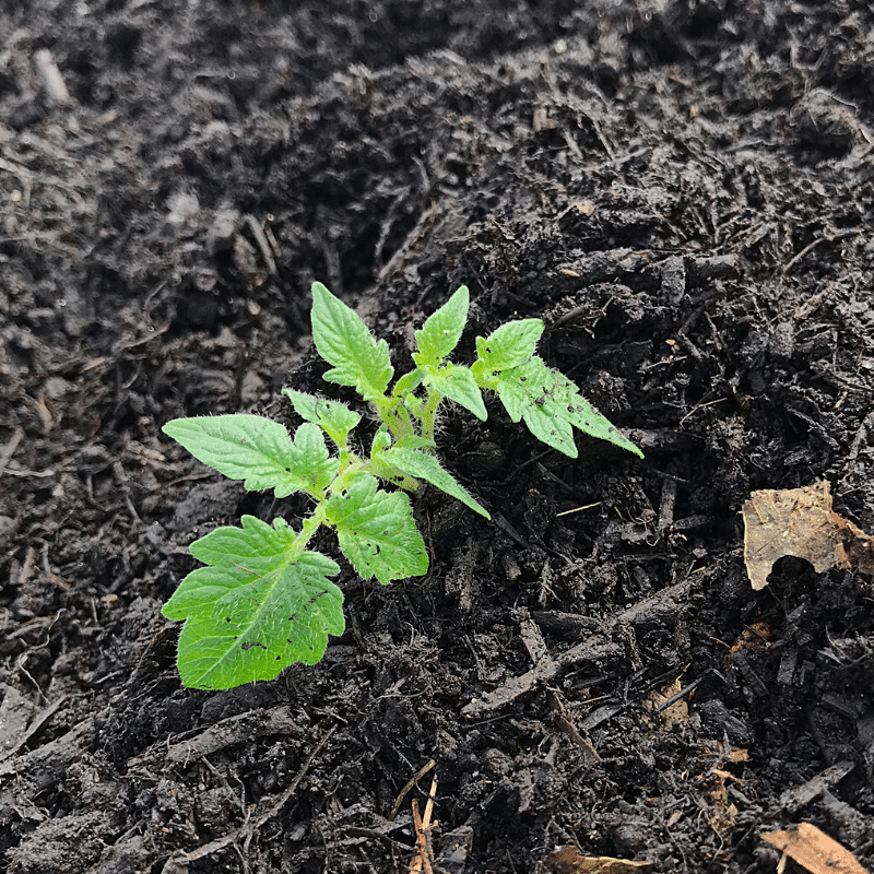 Are You Planting Tomatoes The Right Way | Roots & Boots