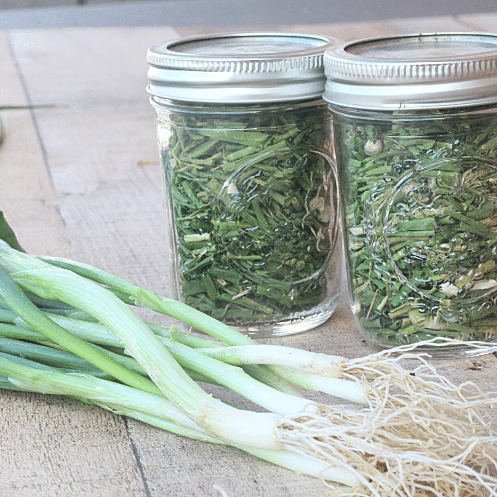 How to Dry Green Onions Roots & Boots