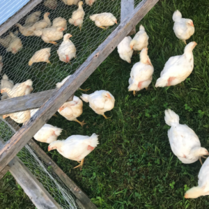 The Real Cost of Raising Meat Birds | Roots & Boots