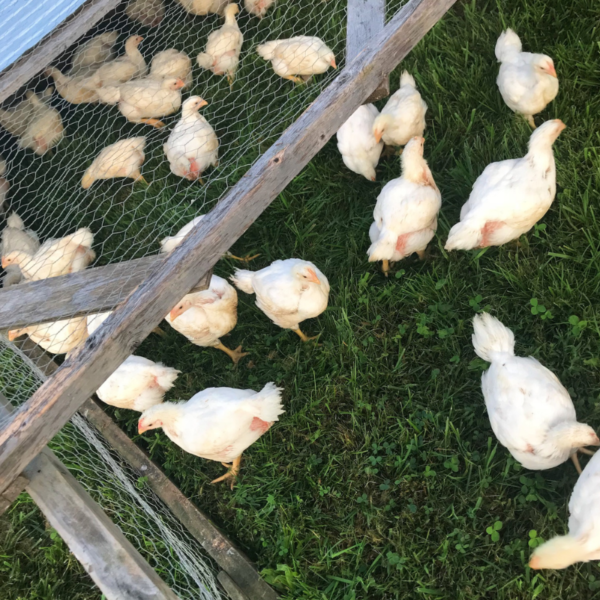 The Real Cost of Raising Meat Birds Year One Roots & Boots
