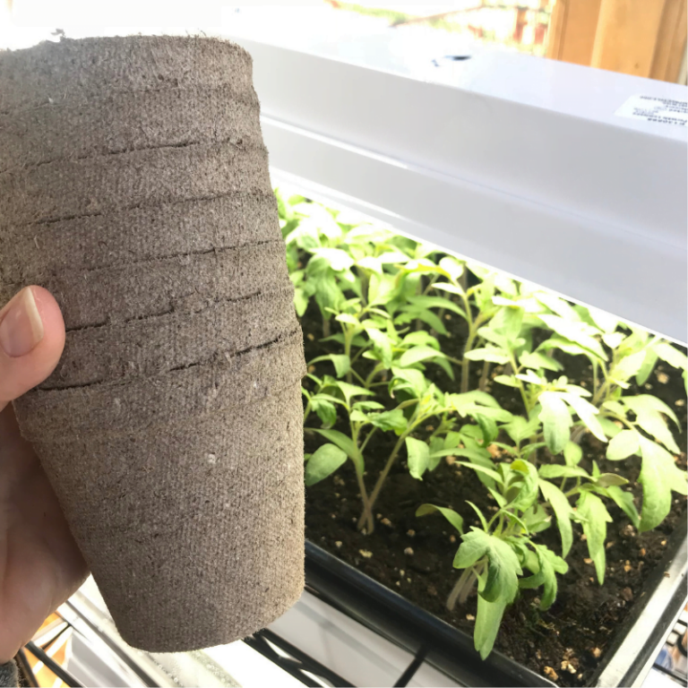 How to Start Seeds Indoors A Simple Method Roots & Boots