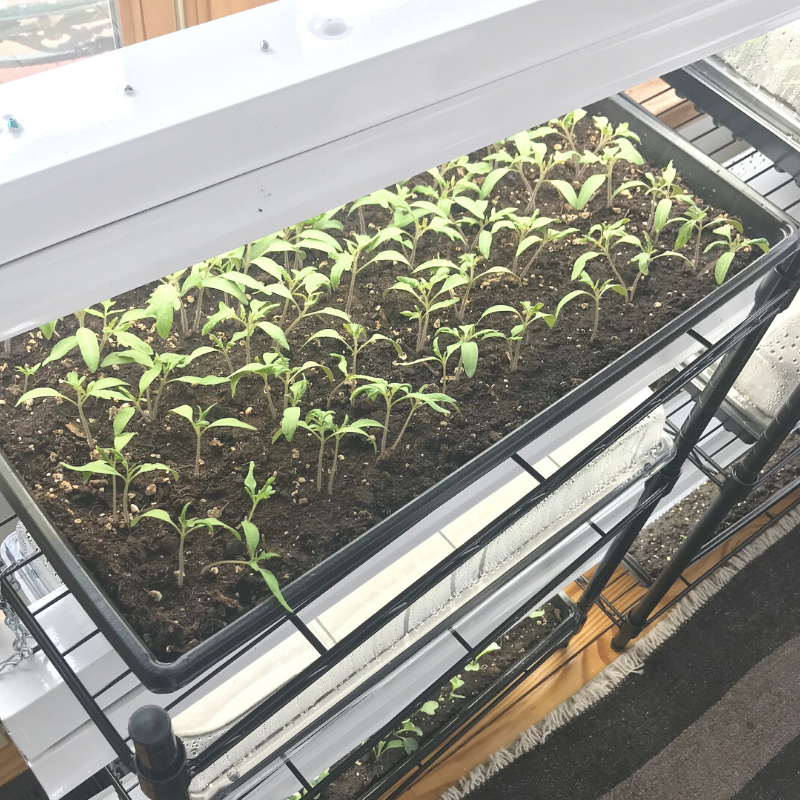 diy seed starting system