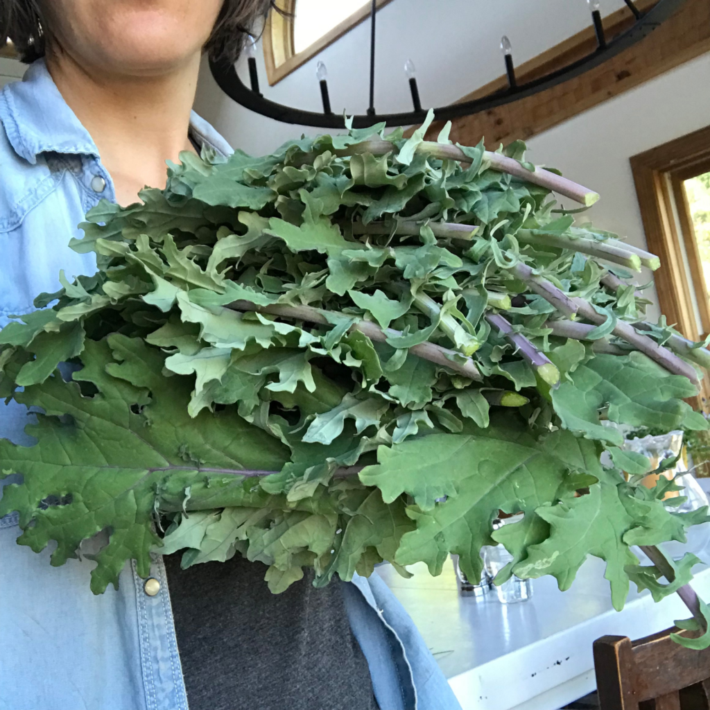 Eating too much kale causes kale poisoning – Villanova College