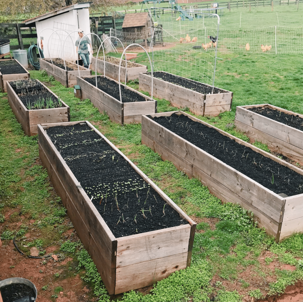 5 Secrets for Growing Better Carrots Roots & Boots