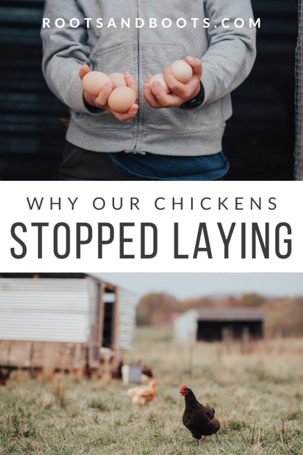 Our Chickens Stopped Laying...And It's All Our Fault Roots & Boots