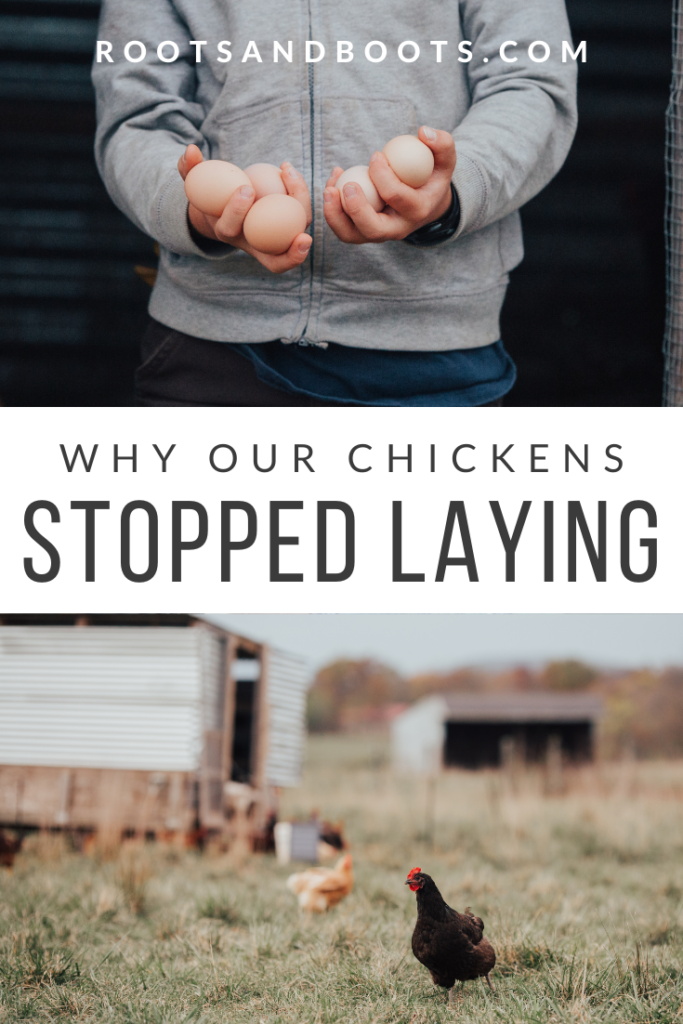 Our Chickens Stopped Laying | Roots & Boots