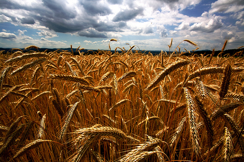 Wheat field