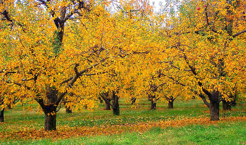 fall foliage