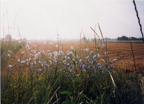 Chicory