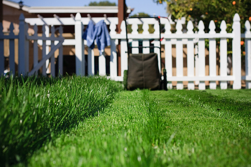 mow the yard