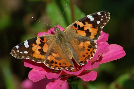 Painted Lady Butterfly