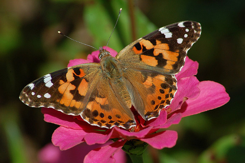 Painted Lady Butterfly