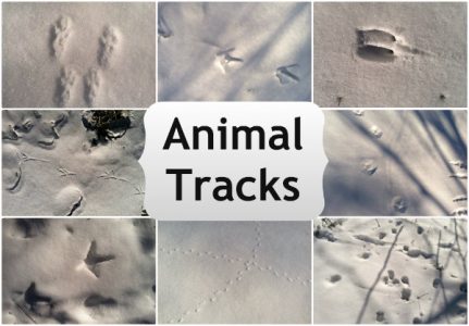 Animal Tracks in the Snow