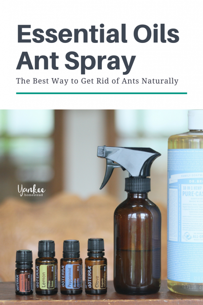 The Best Way to Get Rid of Ants Naturally | Yankee Homestead