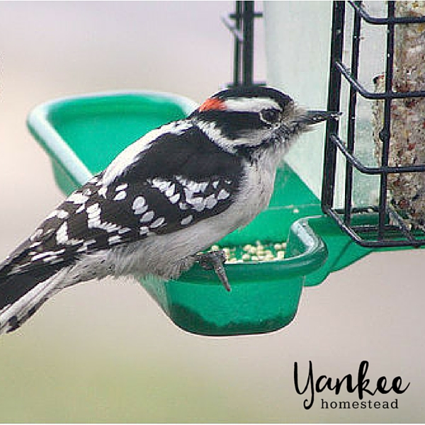 Birding with Kids | Yankee Homestead