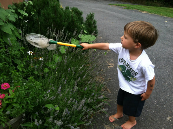 Chasing Butterflies