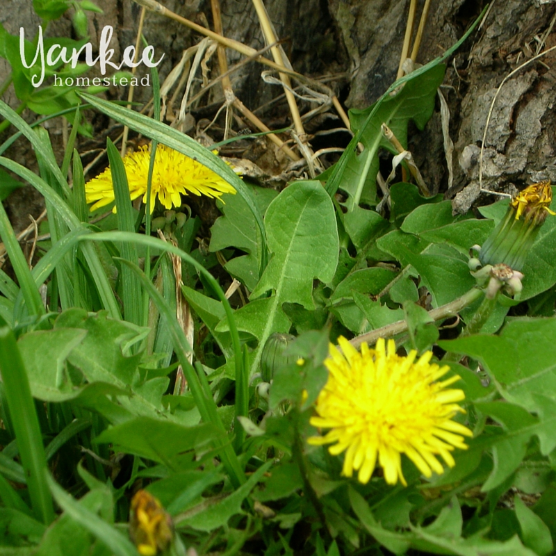 Dandelion Root Coffee | Yankee Homestead