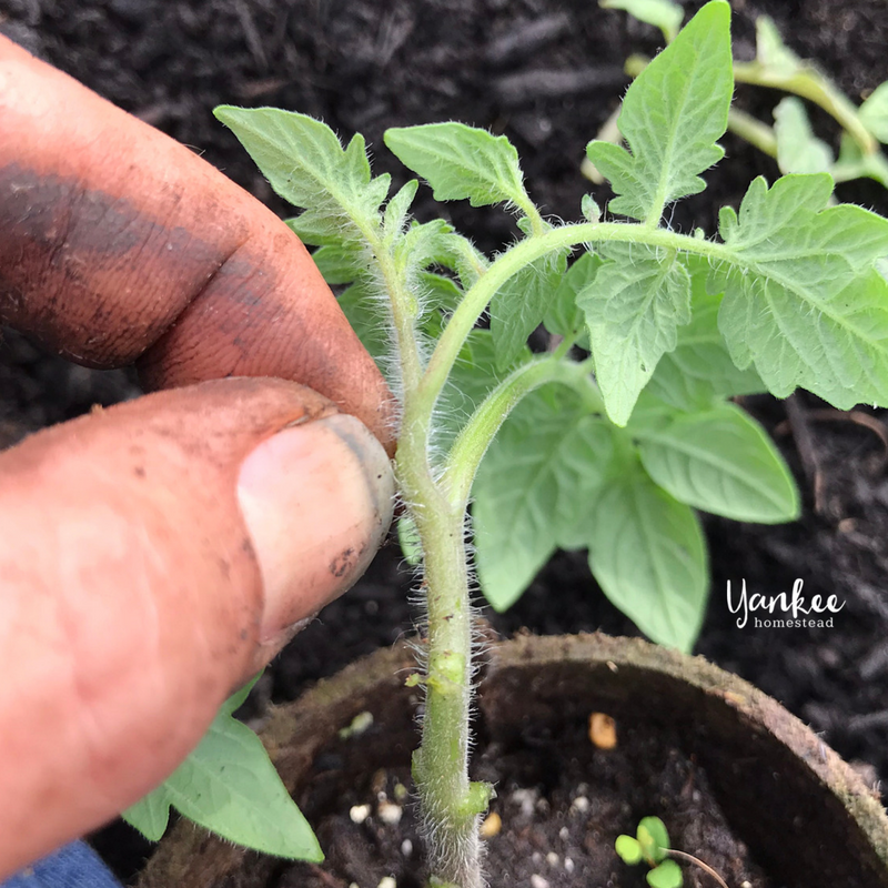 Are You Planting Tomatoes the Right Way? | Yankee Homestead
